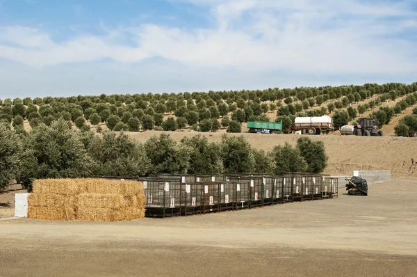 Plantacji oliwek — Zdjęcie stockowe