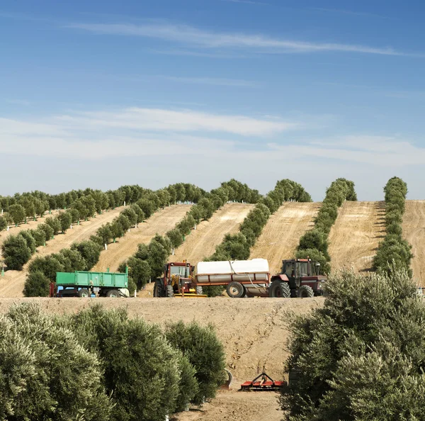 Olivenplantage — Stockfoto