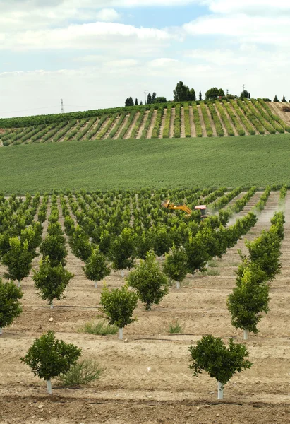 stock image Yang orange trees plant