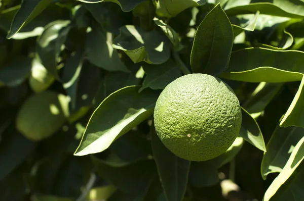 Zelené nezralé oranžové ovoce — Stock fotografie