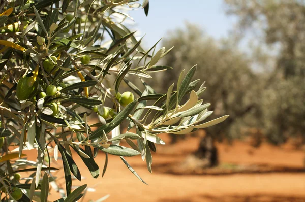 stock image Olive plantation and olives on branch