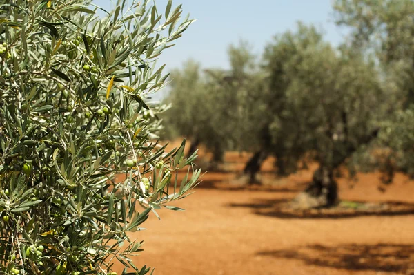 Olivolja plantation och Oliver på gren — Stockfoto