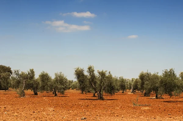 Оливковые деревья на плантациях — стоковое фото