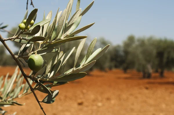 Оливковые плантации и оливки на ветвях — стоковое фото