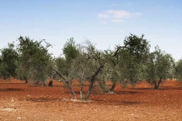 Oliventrær på beplantning – stockfoto