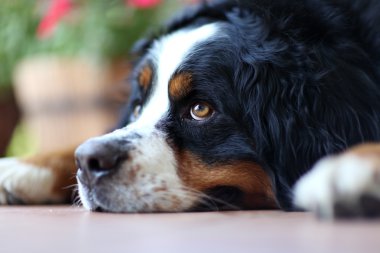 Swiss bernese köpek döşeme