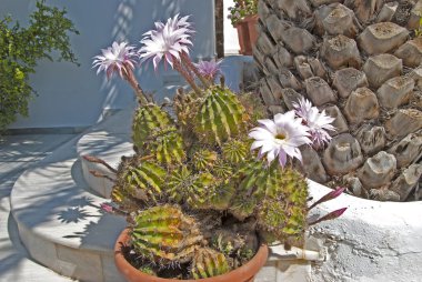 Pink Cactus Flowers clipart