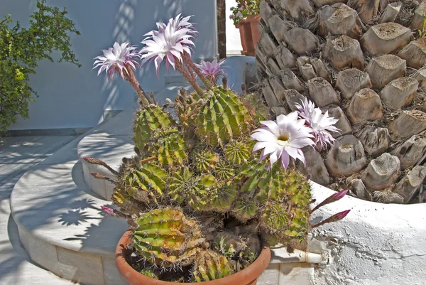 Kwiaty różowe kaktus — Zdjęcie stockowe