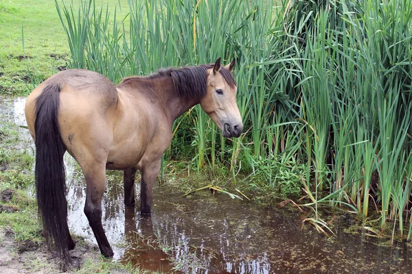 stock image Steed eats