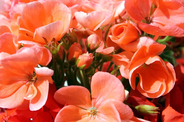 stock image Geranium red and pink