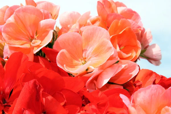 stock image Geranium red and pink