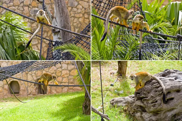 Squirrel monkeys — Stock Photo, Image