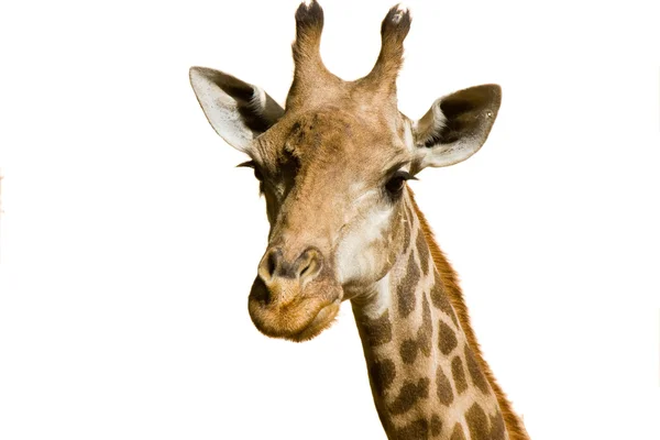 Retrato de jirafa — Foto de Stock