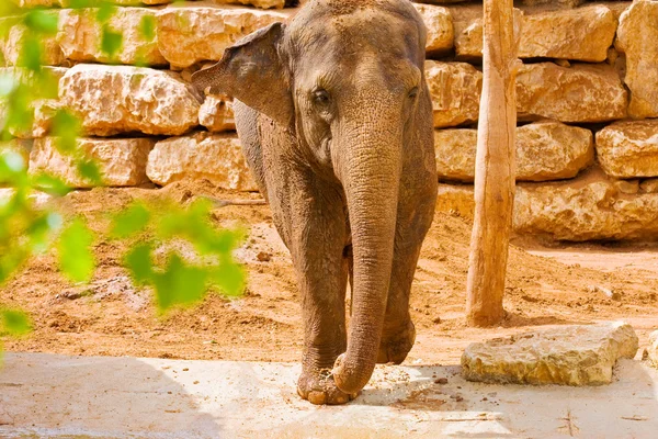 Elefante cerca de una pared de ladrillo — Foto de Stock