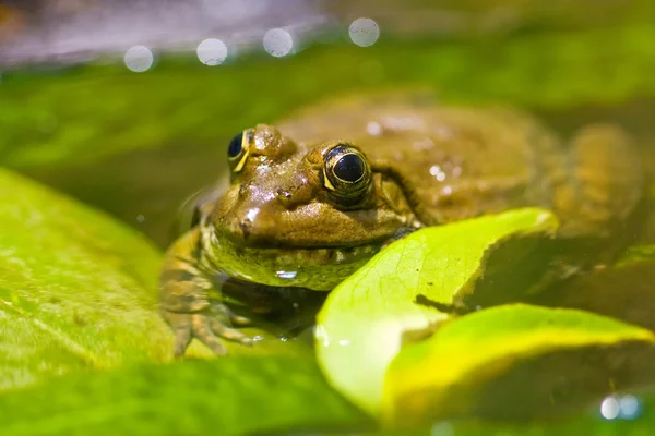 Żaba w wodzie (skupić się na oko) — Zdjęcie stockowe