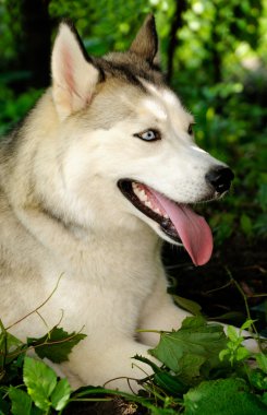 Husky yeşil bir ormanda döşeme