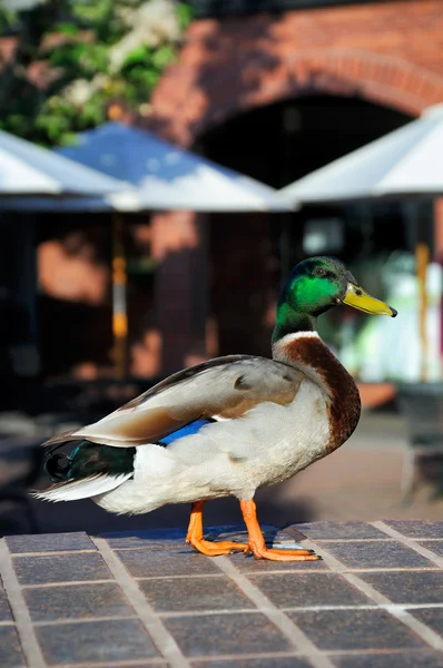 stock image Mallard Duck