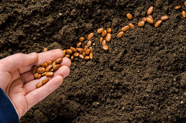 stock image Planting been seeds