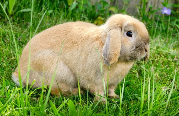 Bunny senta-se na grama — Fotografia de Stock