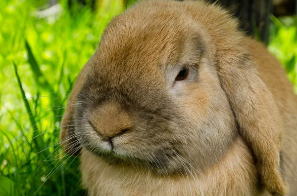 Bunny siting in a grass outside — Stock Photo, Image