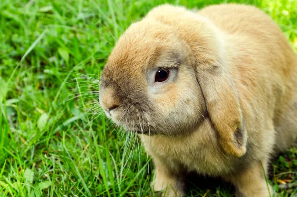 Kaninchen im Gras lizenzfreie Stockfotos