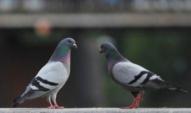 Two pigeons together clipart