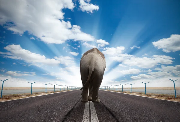 Éléphant marchant — Photo