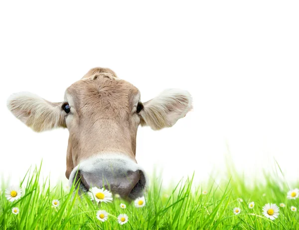 Kuh im Gras — Stockfoto