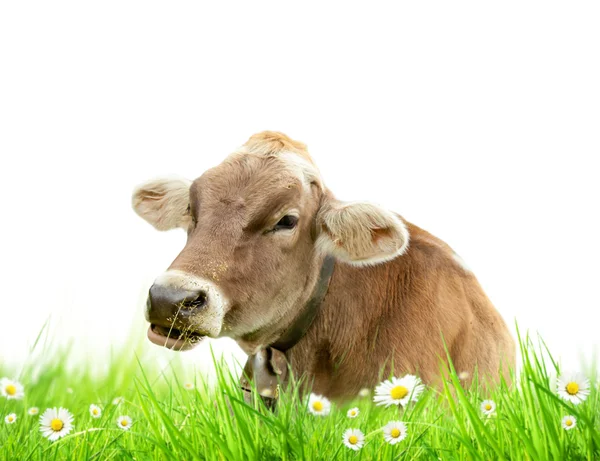 Vaca na relva — Fotografia de Stock