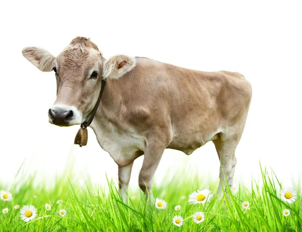 Корови в траві — стокове фото