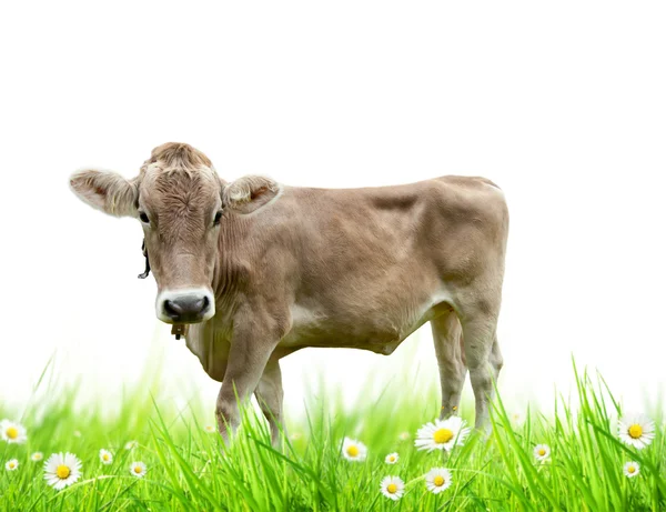 牛在草丛中 — 图库照片