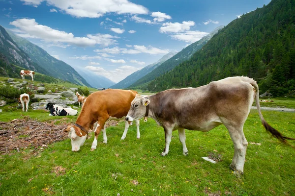 Alpine koeien — Stockfoto