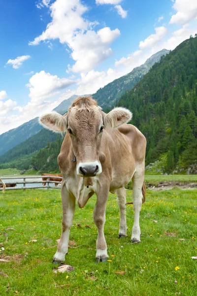 Alpejskich krów — Zdjęcie stockowe