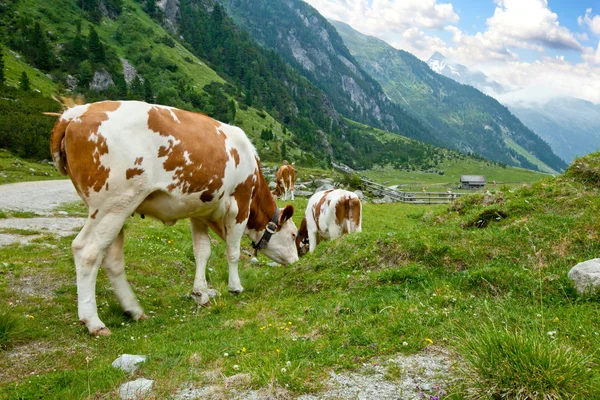 Vacche alpine — Foto Stock