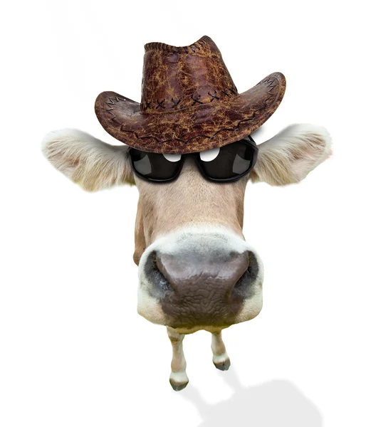 Portrait de vache — Photo