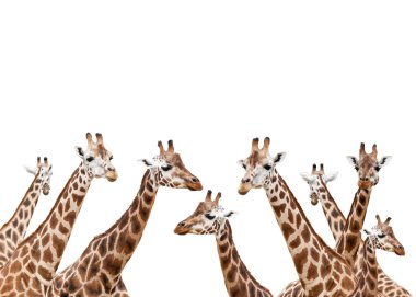 Giraffes clipart