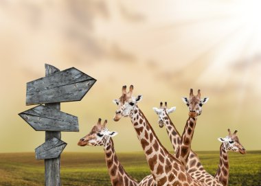 Lost giraffes clipart