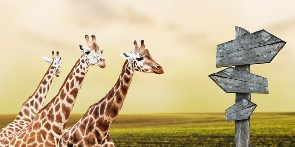 Giraffe perdute — Foto Stock