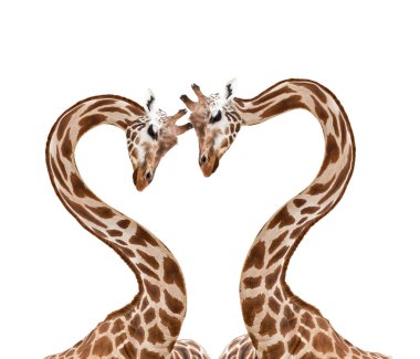 Giraffes clipart