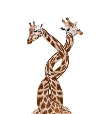 Giraffes clipart