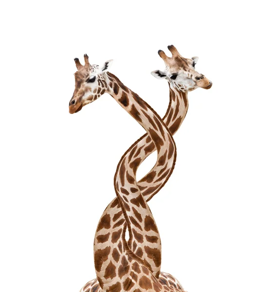 stock image Giraffes