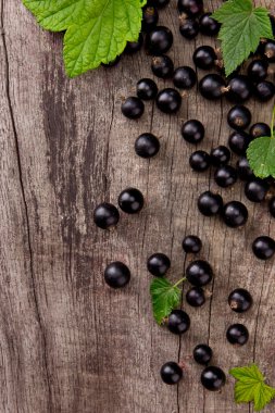 Black currant clipart