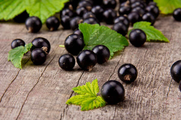 Black currant