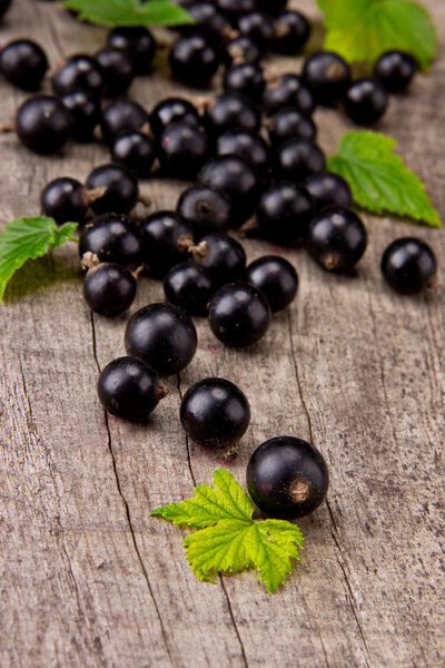 Black currant