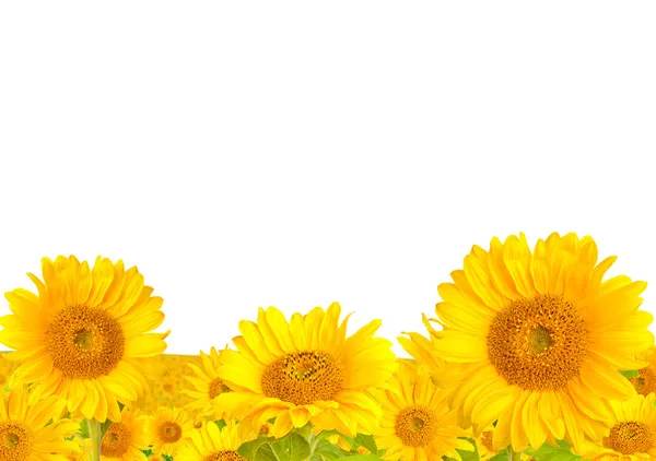 Słoneczniki — Zdjęcie stockowe
