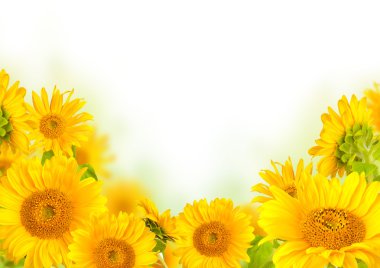 Sunflowers clipart