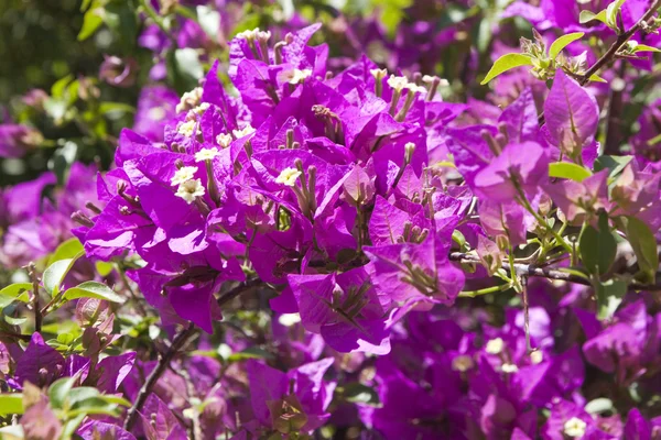 Stock image Purple bougainvillea