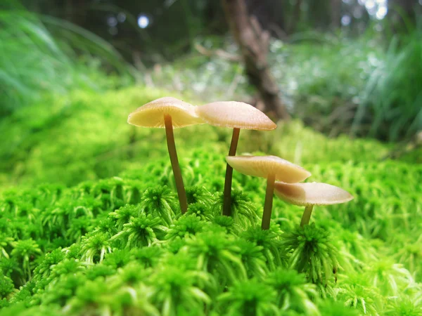 stock image Mushrooms