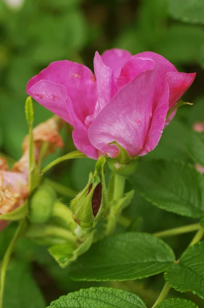 stock image Pink dog rose (Rosa canina)