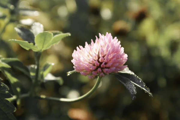 Stock image Red clover plants in sunshine